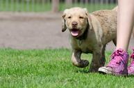 labrador-puppy-puppy-labrador-672782.jpg