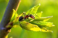 ant-priroda-macro-947402.jpg