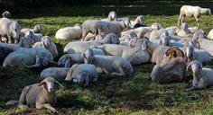 pasture-flock-of-sheep-flock-sheep-452989.jpg