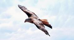 freedom-adler-raptor-flight-fly-589576.jpg