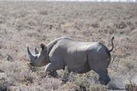 rhino-safari-etosha-national-park-517974.jpg