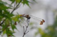 dragonfly-insects-compound-eyes-1002553.jpg