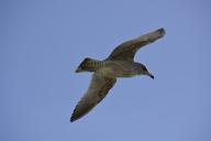 bird-flight-sky-nature-seagull-733016.jpg