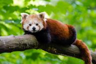 Red Panda (29120307453).jpg