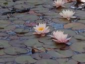 water-lily-pond-plant-flower-nature-539057.jpg