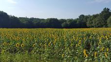 sunflower-field-sunny-yellow-1631069.jpg