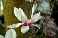 magnolia-magnolia-blossom-blossom-1286522.jpg