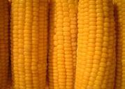 corn-corn-on-the-cob-vegetables-823446.jpg