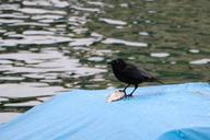 raven-river-animal-world-boat-cover-744573.jpg