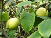 lemon-lemon-tree-citrus-697685.jpg