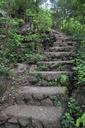 steps-stairs-green-stone-forest-480405.jpg