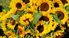 sunflower-sunflower-field-bouquet-1622785.jpg