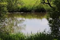 pond-pools-river-green-water-398933.jpg