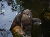 otter-mammal-clawed-otter-1096991.jpg