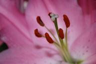 pistil-pollen-macro-pink-close-279920.jpg