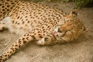 cheetah-predator-cat-big-cat-828091.jpg