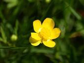 buttercup-yellow-blossom-bloom-766851.jpg