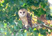 449_-_BARN_OWL_(11-21-08)_carrizo_plain,_slo_co,_ca.jpg