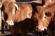 agriculture-field-cow-herd-cattle-91151.jpg