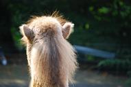 camel-head-desert-ship-animal-mane-756389.jpg