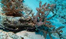 underwater-scuba-diving-shoe-coral-1175409.jpg