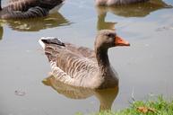 duck-water-bird-lake-water-bird-632467.jpg