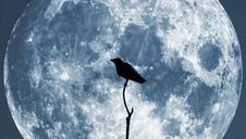 moon-crow-sky-night-blue-glowing-61888.jpg