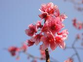 cherry-blossoms-flower-pink-515324.jpg