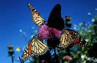 Monarch butterflies insects.jpg