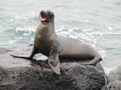 sea-lion-galapagos-1646863.jpg