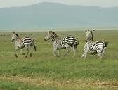 zebra-safari-tanzania-animal-289131.jpg