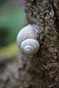 snail-shell-close-snail-shell-1398842.jpg