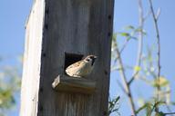 spring-nature-birdhouse-sparrow-179565.jpg