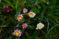 daisy-flower-blossom-bloom-1316565.jpg