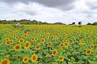 sunflower-karnataka-india-yellow-171493.jpg