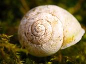 snail-snail-shell-shell-nature-1270847.jpg