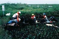 Habitat restoration oil spill.jpg