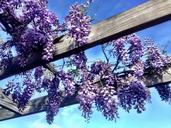 wisteria-purple-spring-flower-696894.jpg