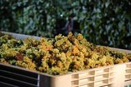 chardonnay-wine-harvest-napa-valley-1003862.jpg