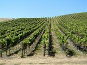 vineyard-california-scenic-winery-969024.jpg