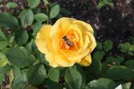 yellow-rose-honey-bee-bloom-blossom-929147.jpg