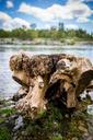 river-wood-driftwood-hiking-park-1616345.jpg