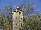 cactus-blossom-flower-tall-desert-55637.jpg