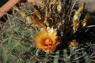 cactus-cactus-flower-flower-94326.jpg