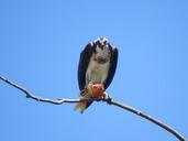 osprey-raptor-bird-wildlife-animal-190591.jpg