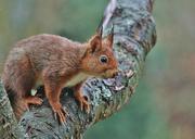 squirrel-animal-nager-rodent-fur-603541.jpg