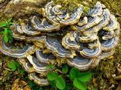 mushroom-tree-fungus-fouling-634476.jpg