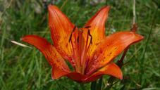 lily-flower-nature-red-596856.jpg