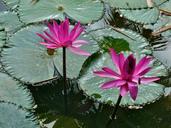 water-lily-pink-nature-flower-443162.jpg