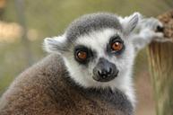 lemur-animal-zoo-nature-1518562.jpg